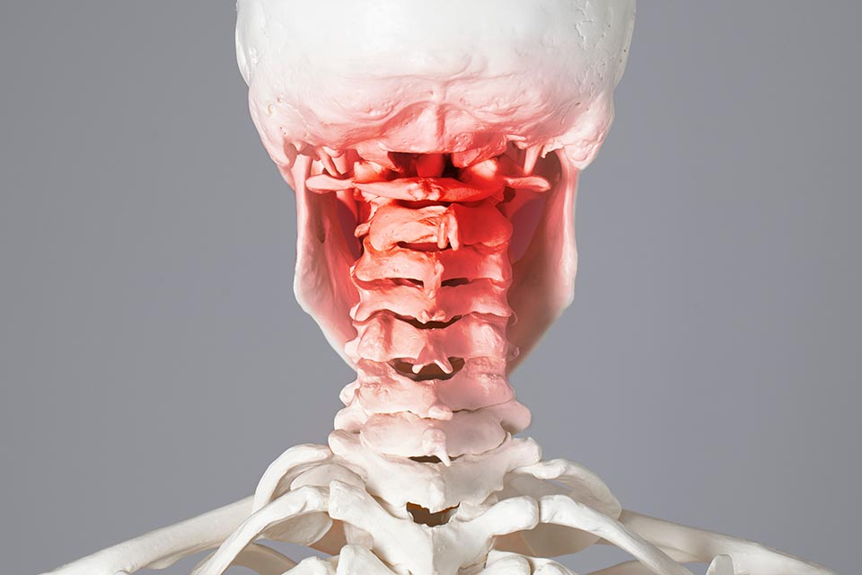 grafische Darstellung des Innenohres