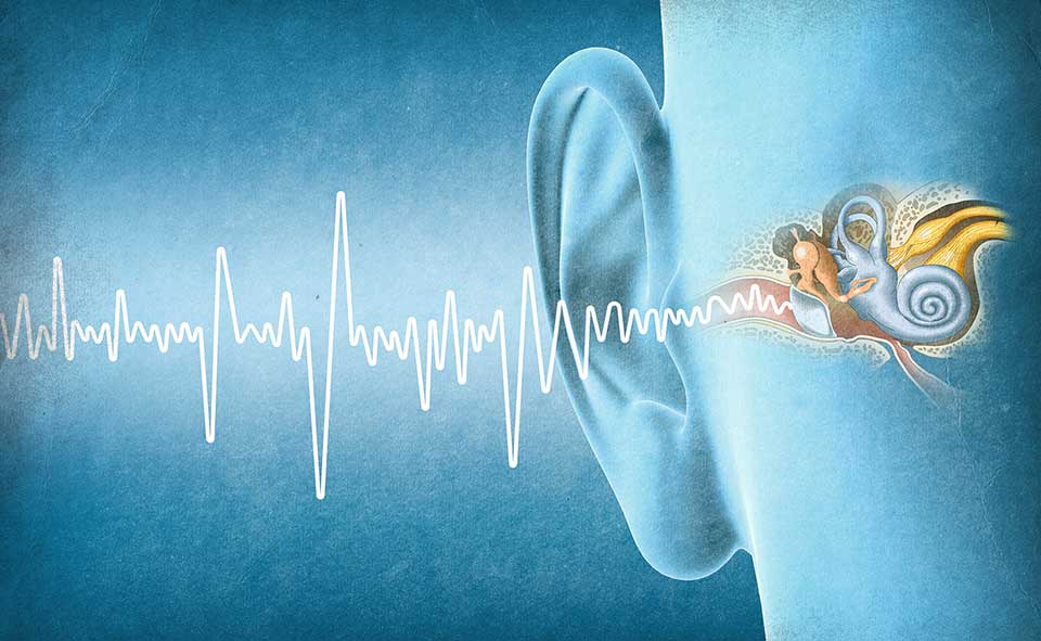 grafische Darstellung des Innenohres
